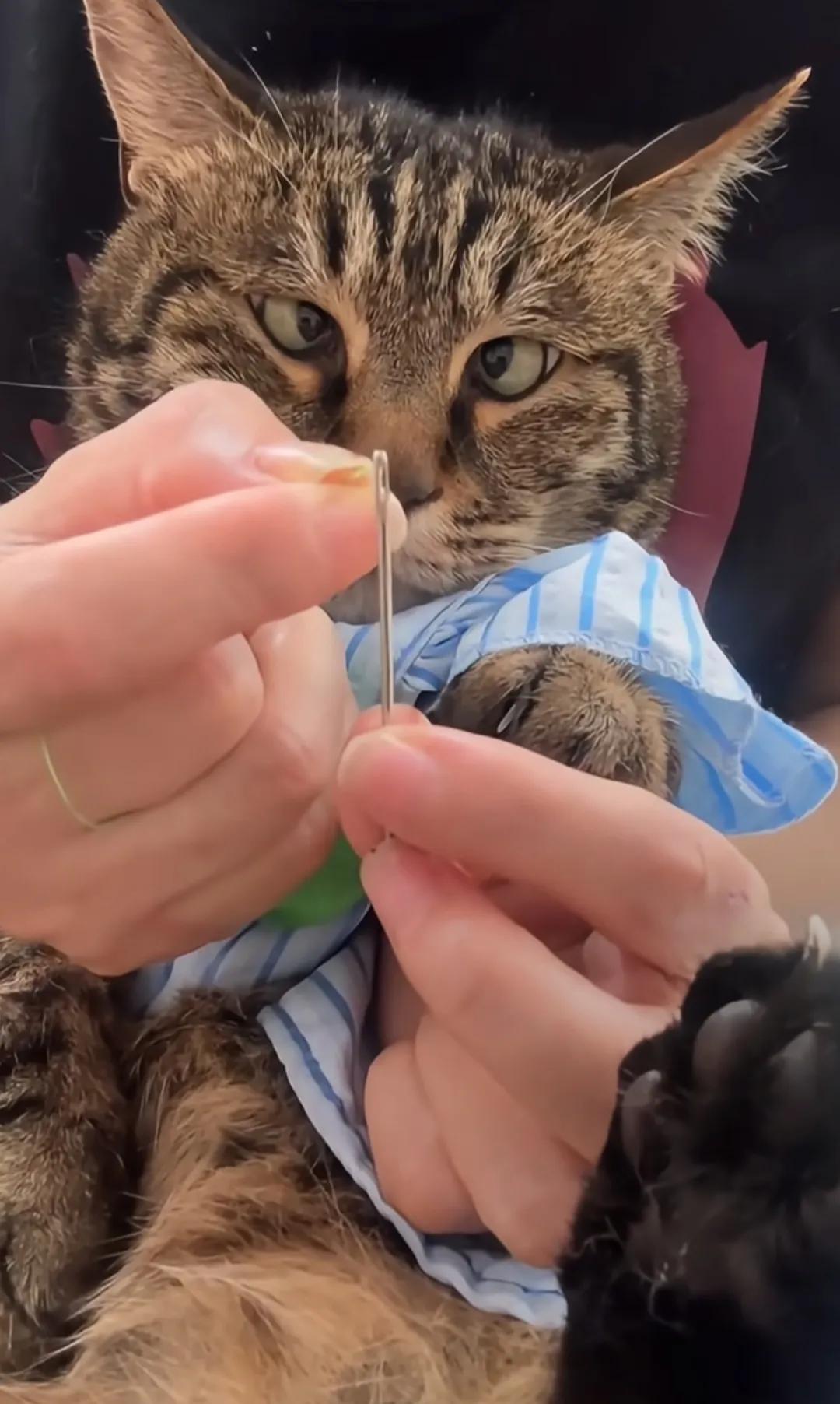 老婆穿个针线半天都穿不进去，气得差点把我家猫咪摔了！