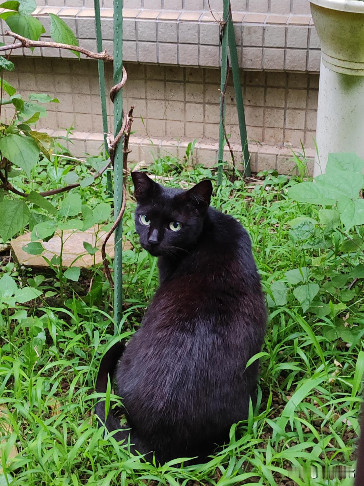 记录📝直视灵魂的猫咪🐈眼👀！