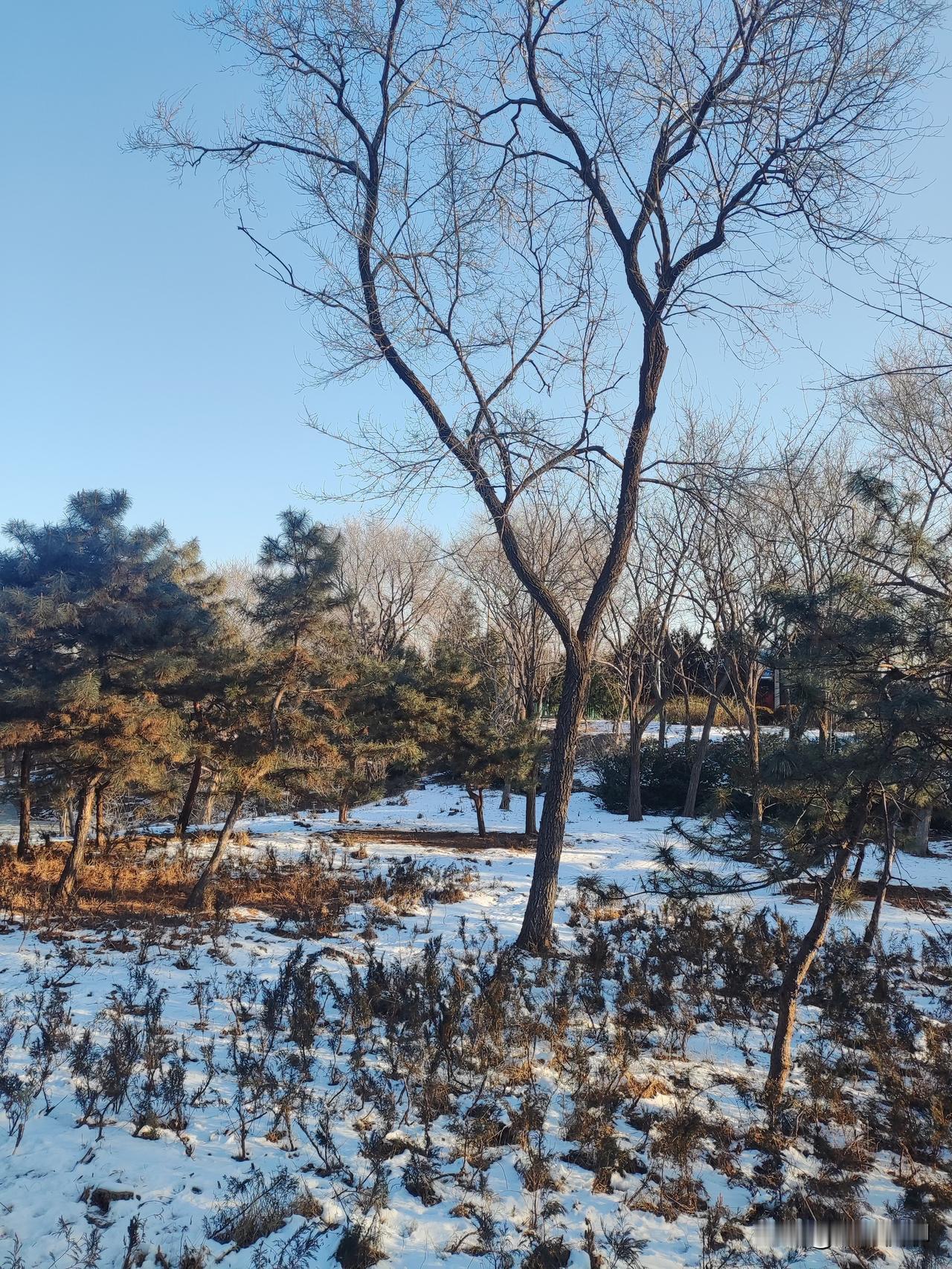 冬林残雪
山木苍苍残雪白，
天朗气清万里开，
北风瑟瑟将殆尽，
春回大地款款来。