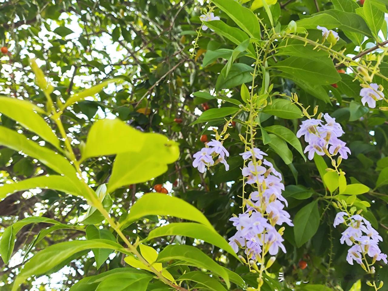 今早的天空阴沉沉的，
亦如我此刻的心情。
昨晚折腾了一个半小时扫码、换了三个插口