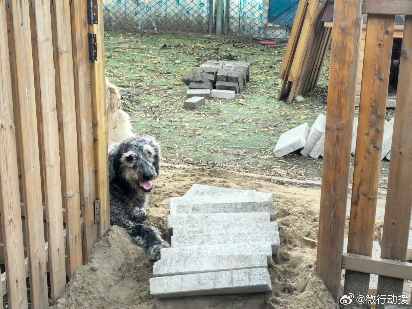 毛孩们的日常 非得趴门口，影响进度 