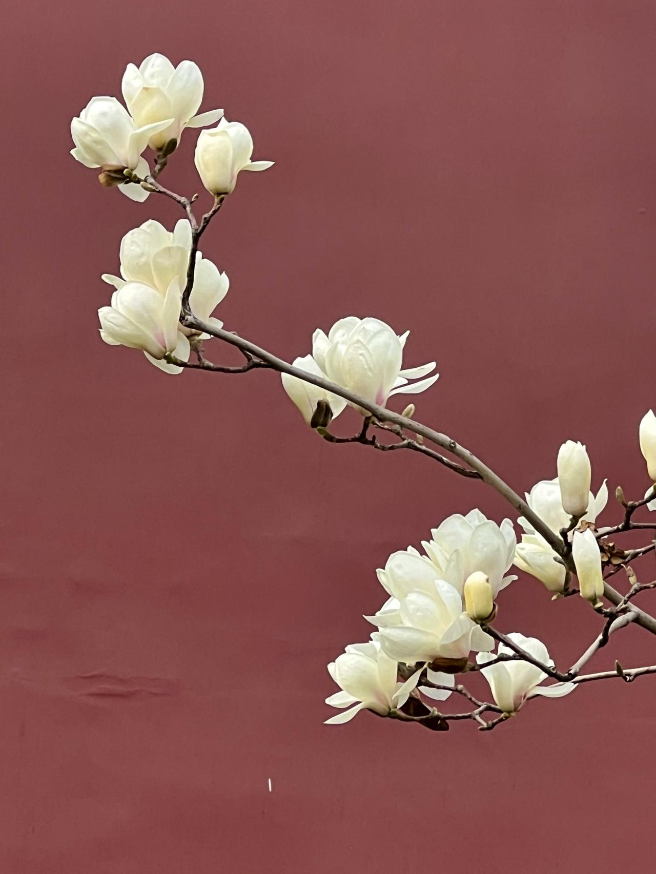 新华门旁初绽放 
一缕清芬醉玉堂