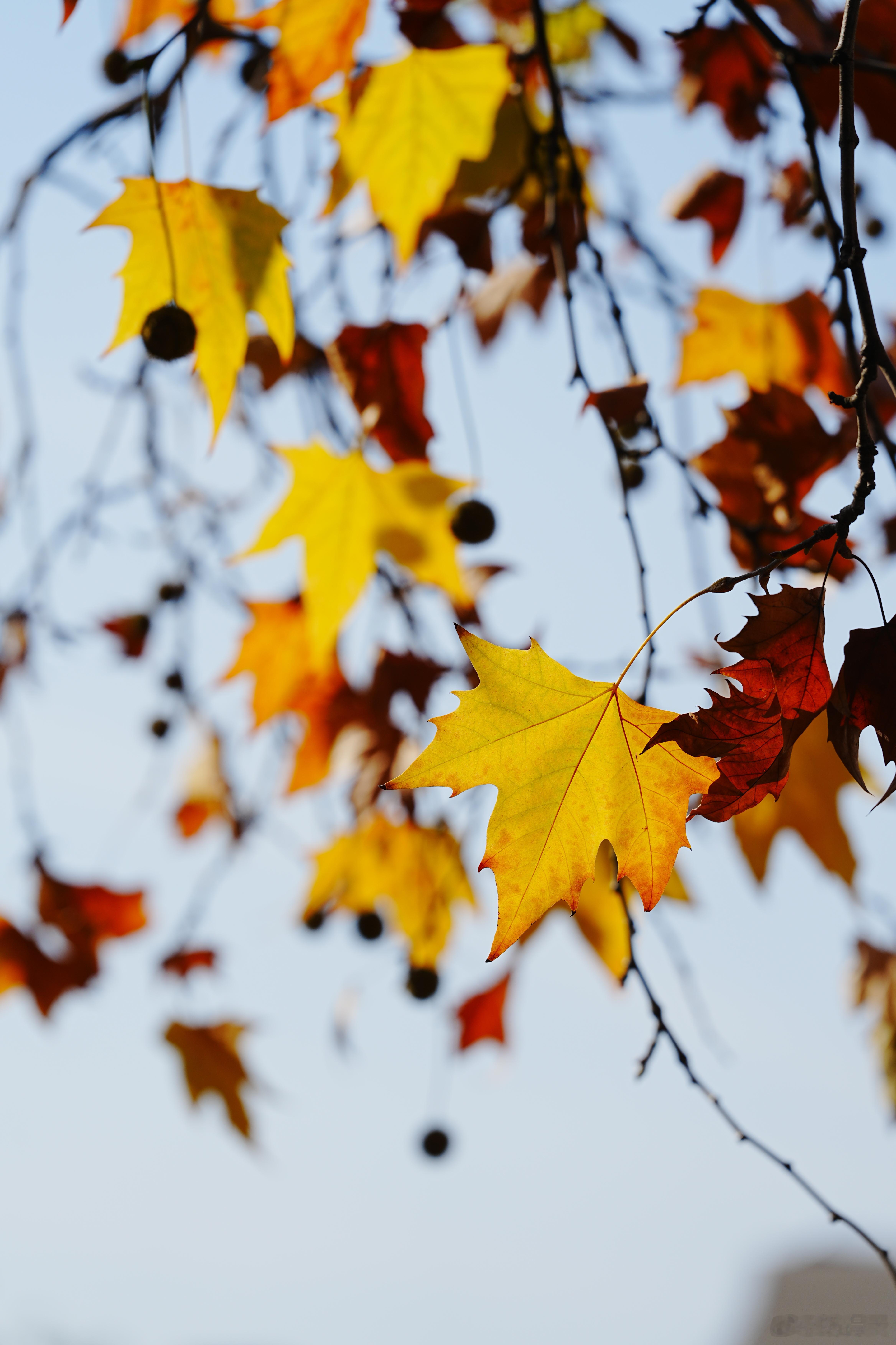 落叶，是一场无声的告别，留下的是岁月的痕迹。🍂👣出片事务所 蜗的摄影日记
