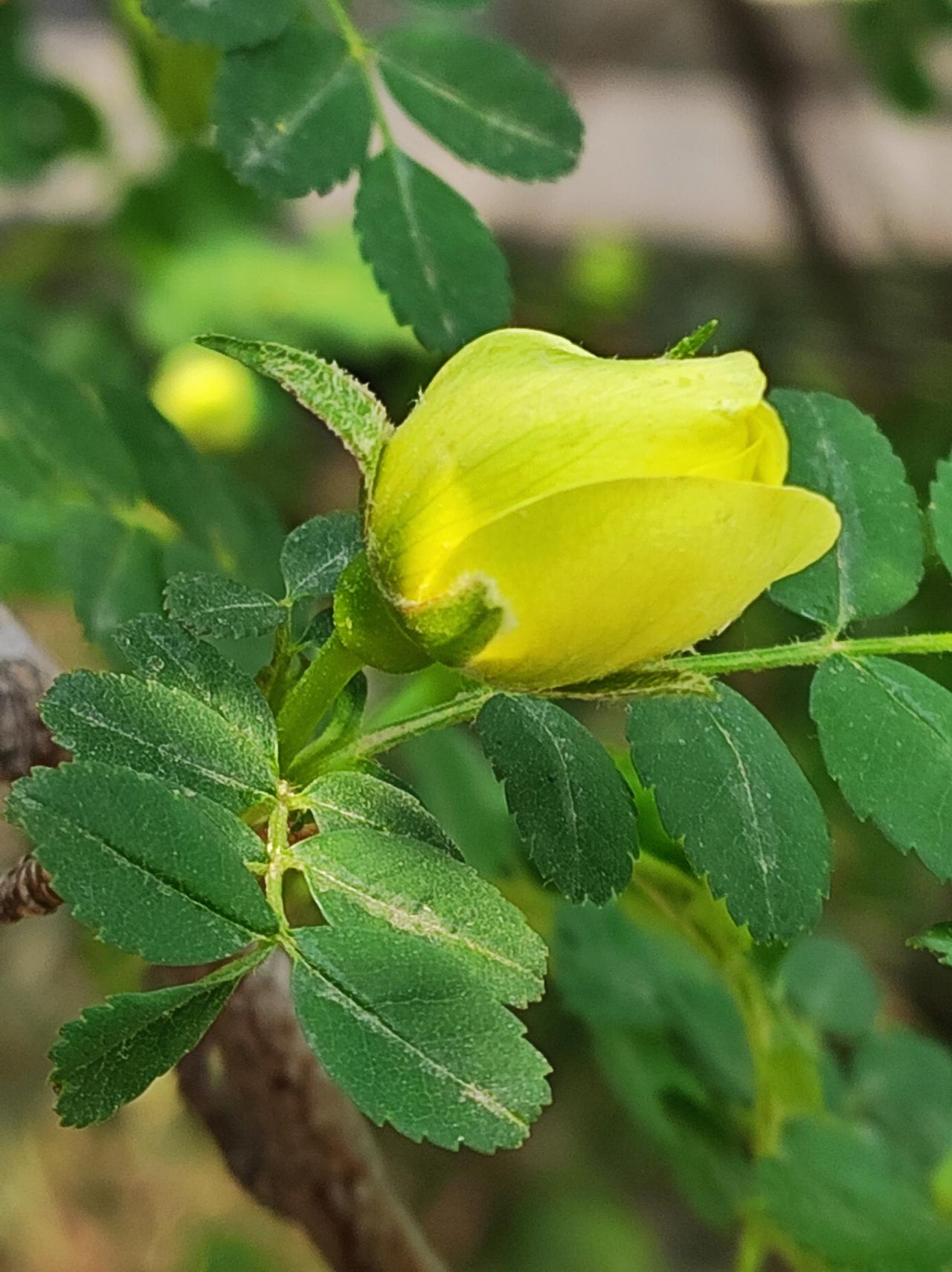 黄刺玫与小月季