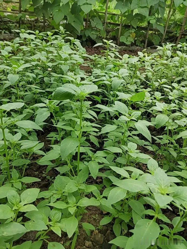 你平静安宁、逍遥自在，大富大贵，吉无不利的核心原因，就是——

不停的看书学习吸