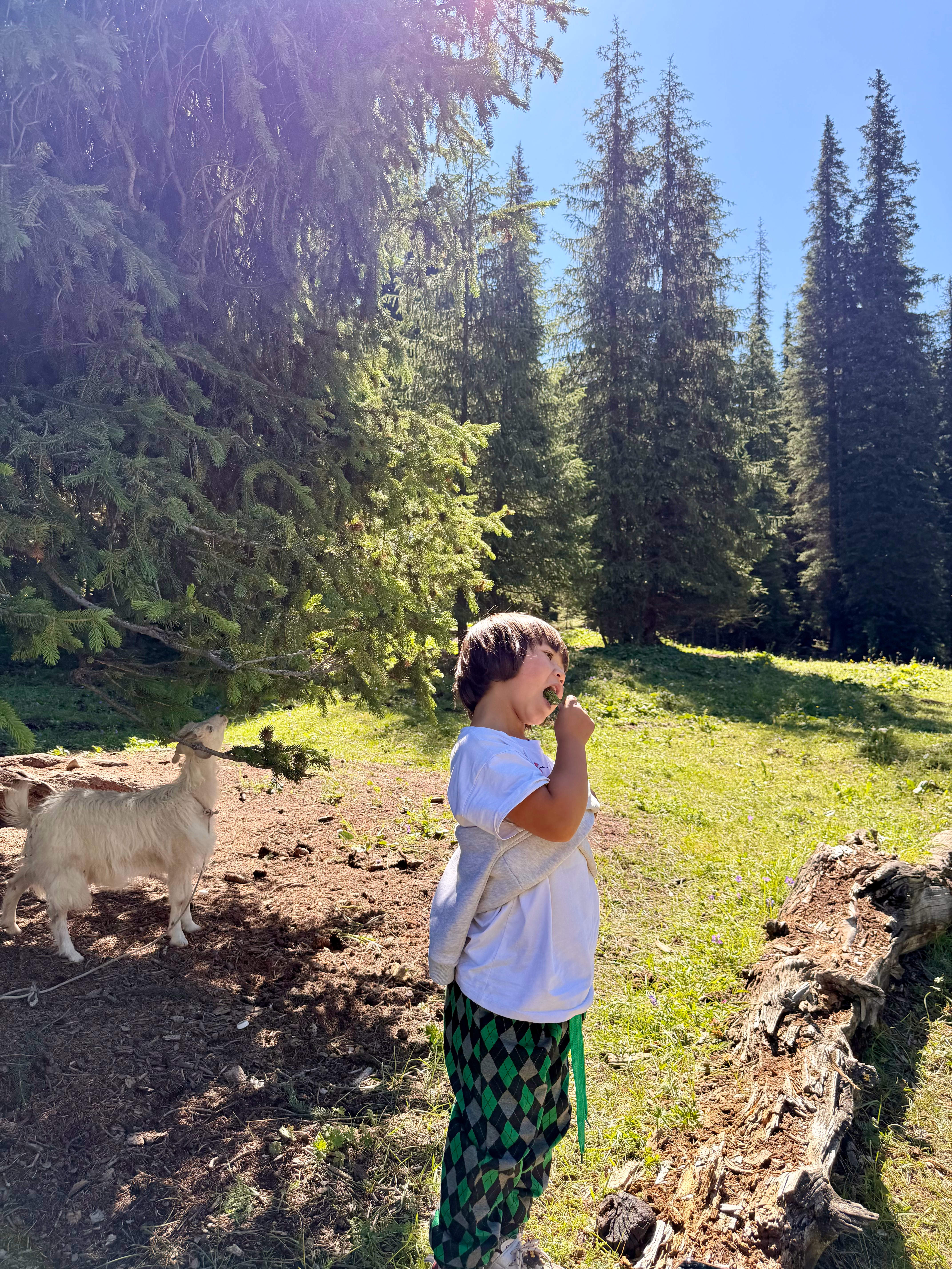 在夏塔雪山下遇到的小小مايسا 肉滚滚抱起来软软的 名字读成Maysa 寓意是