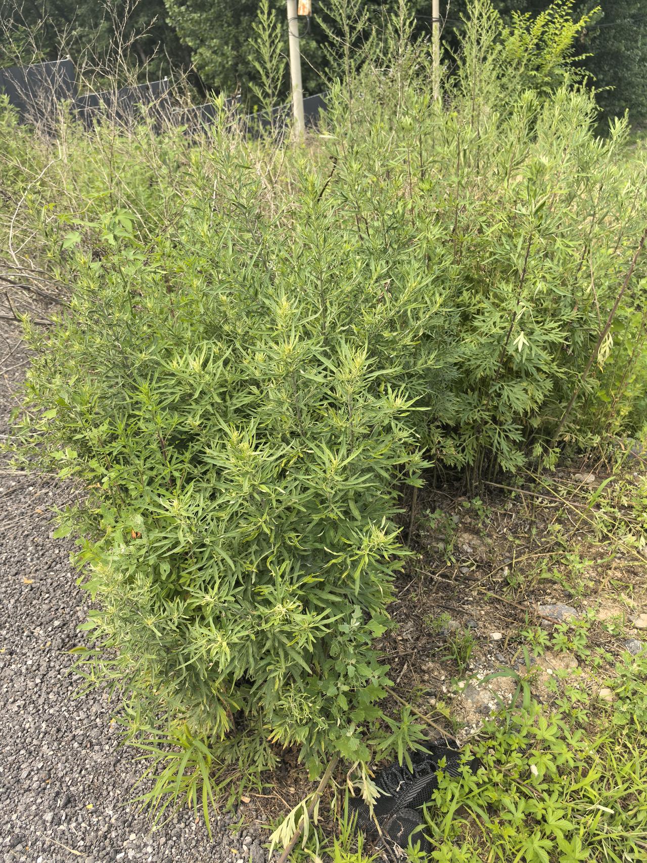 现在流行个词叫中年叛逆，说的是有的人到了中年之后，突然开始变得叛逆起来，想染个黄