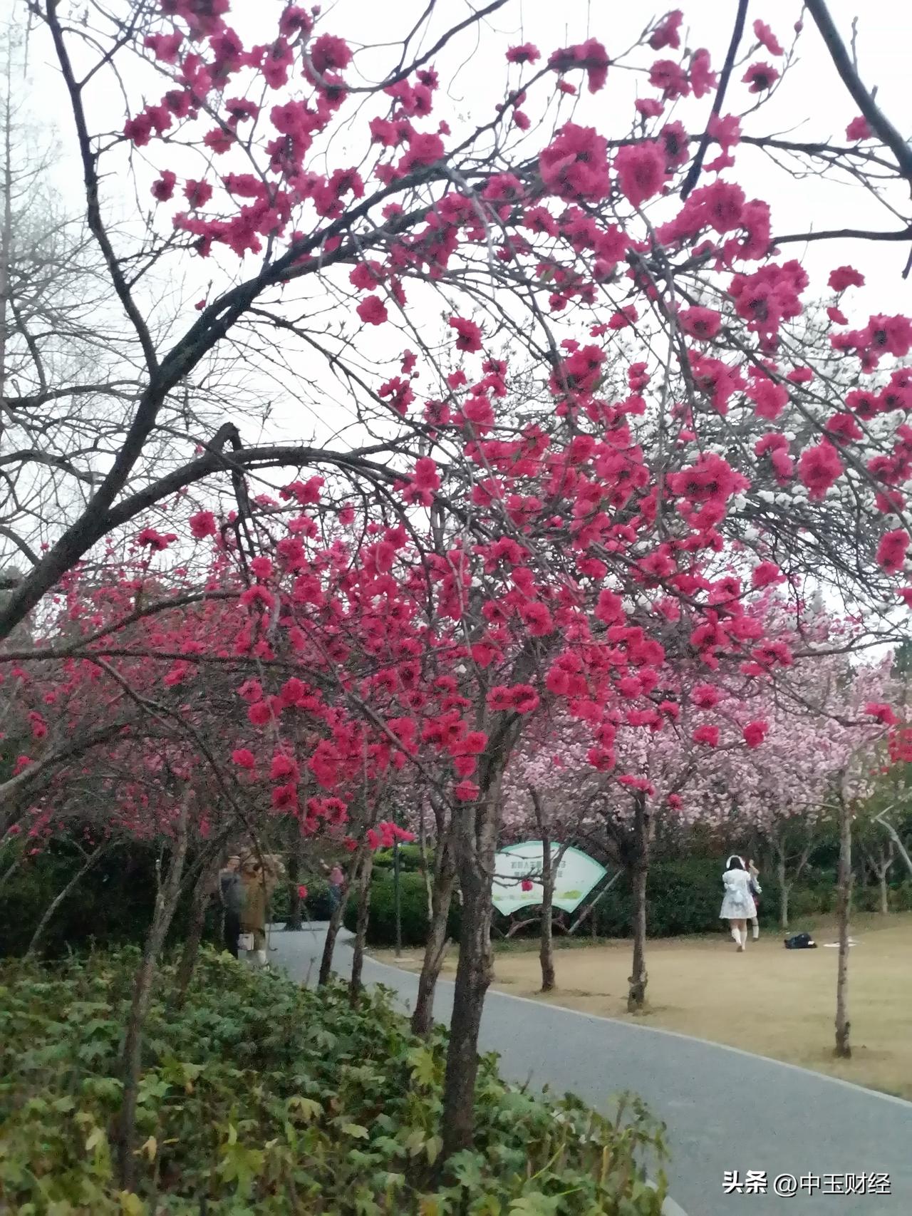现在的人们，都喜欢用手机把美好的东西拍下来。现在正是春暖花开的时候，姹紫嫣红的美