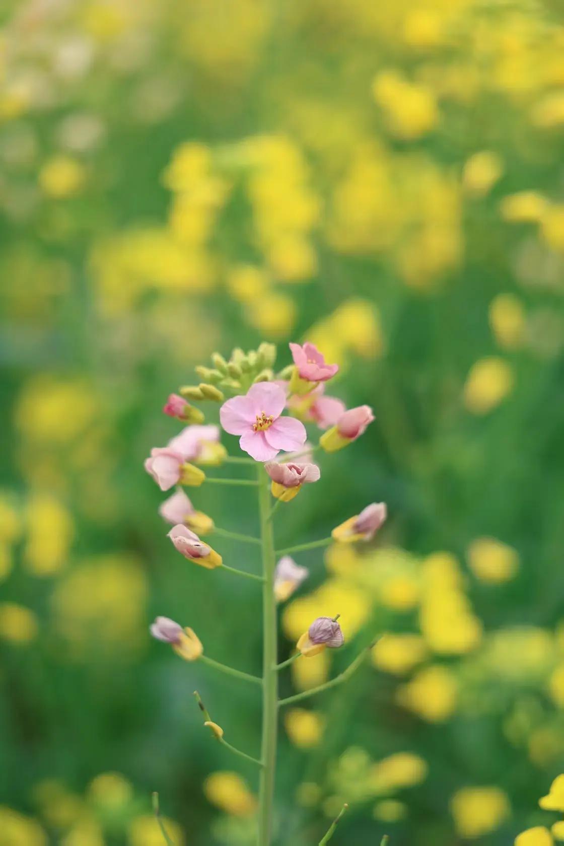 不是每个八月十五都能团圆，也不是是每个十字路口都有期盼，光阴似箭的流年你我都不在