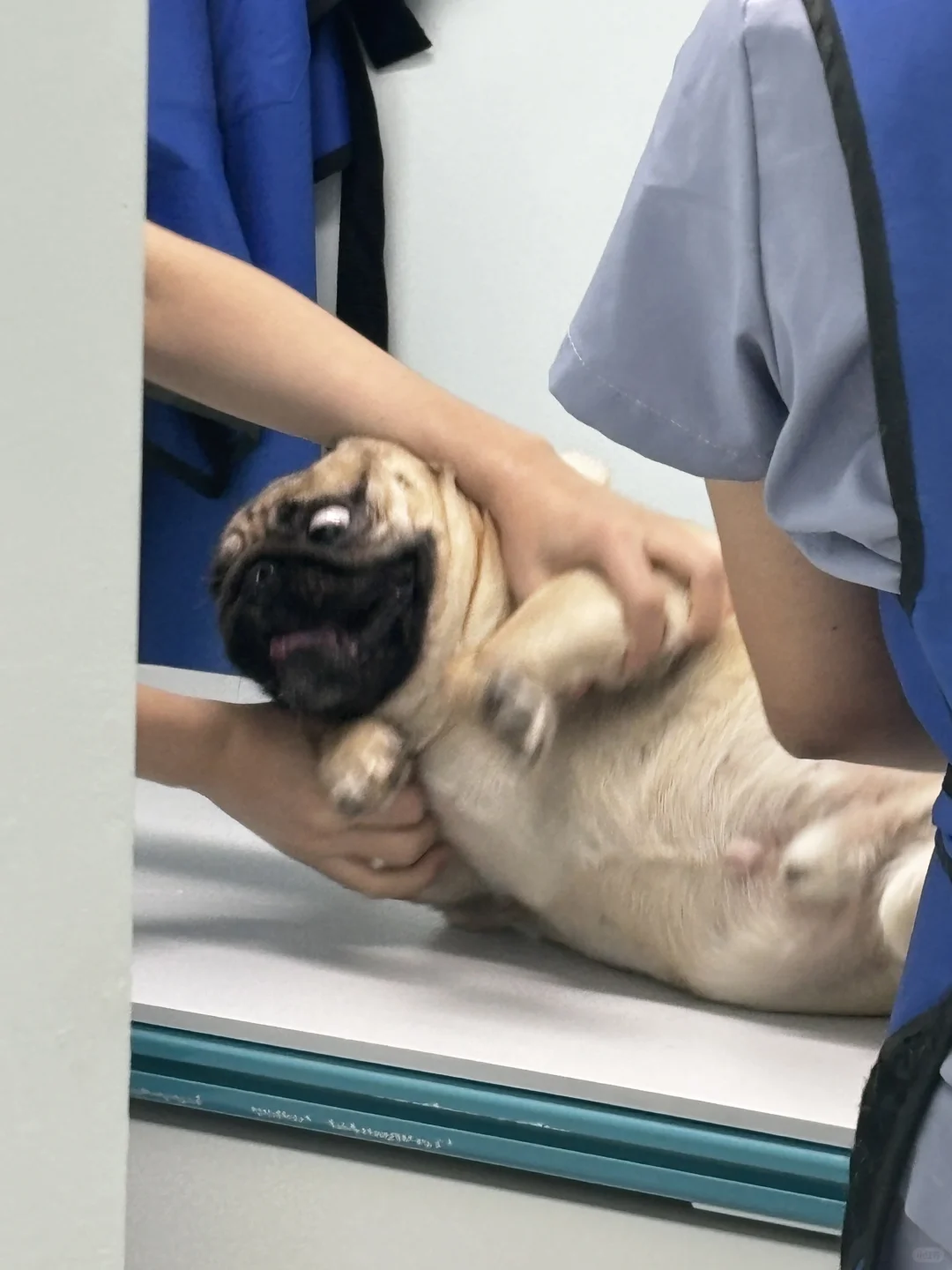腰果看病记