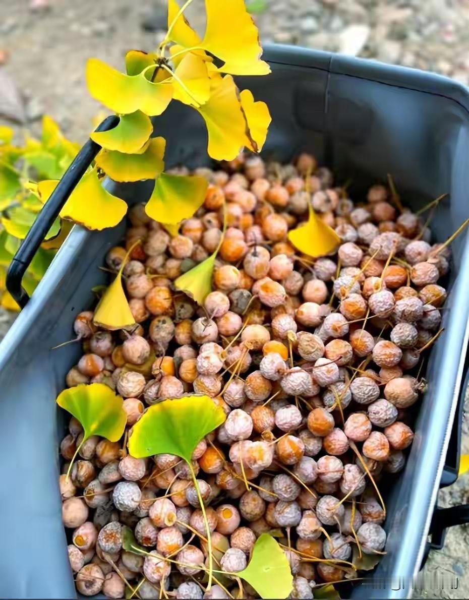 在中国遭嫌弃的银杏果，为何被日本老人当宝贝？

深秋东京街头总有这样的画面：老人