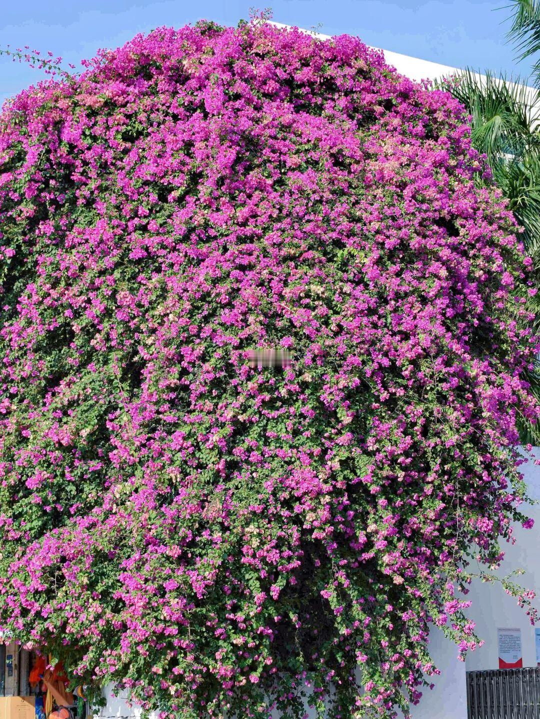 秋天的浪漫|泉州最美消防站邂逅三角梅花海