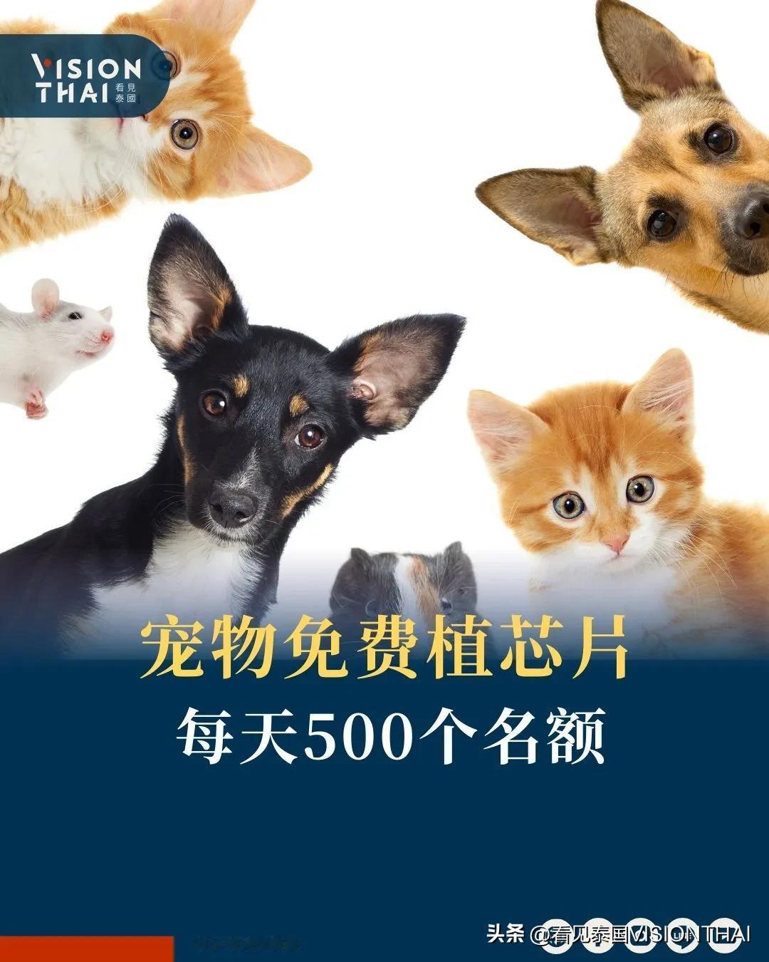 【曼谷推宠物植芯片免费！每日500名额至6月】
曼谷市政府(Bangkok Me