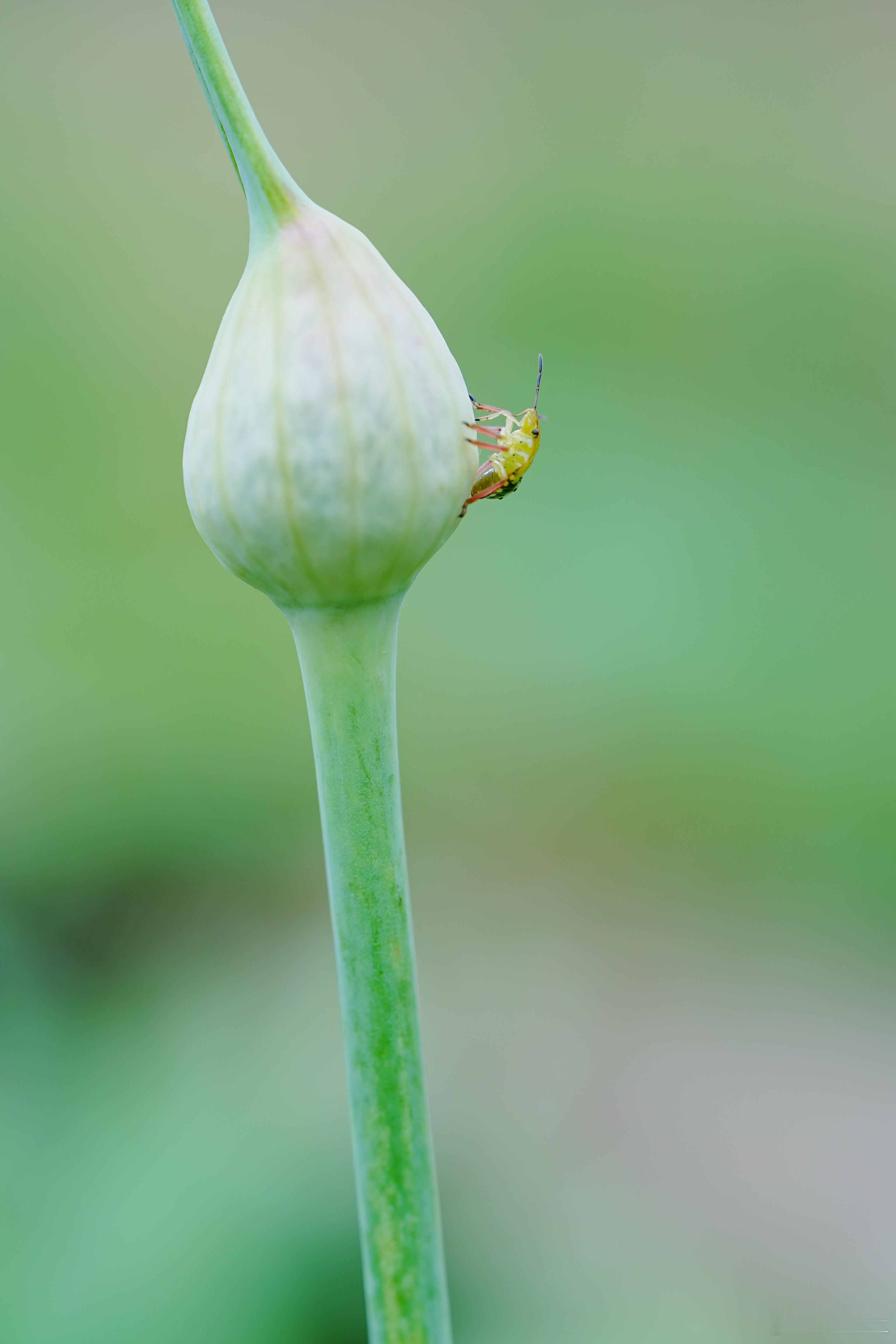 你算哪根葱？昆虫摄影分享 ​​​