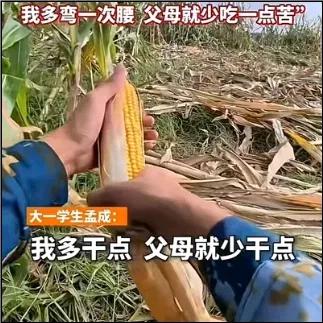 这个山东大学生火了！山东，男孩国庆8天假，掰了7天半玉米，剩半天坐车返校！他说：