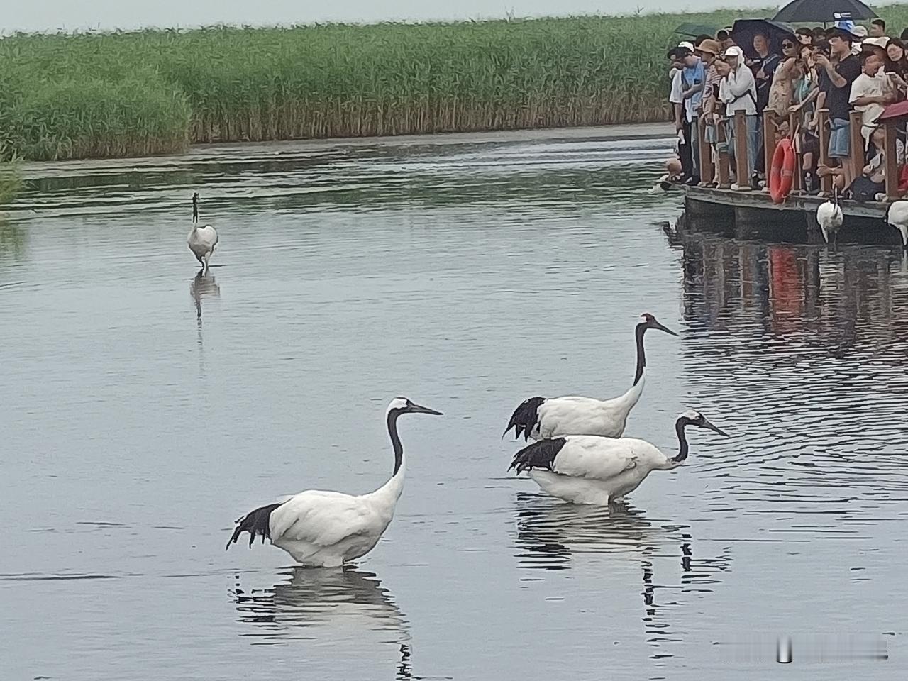 鹤步

晨光斜落，一只丹顶鹤提脚，慢悠悠地，腿在空中稍驻，像在丈量风与草的间隙。