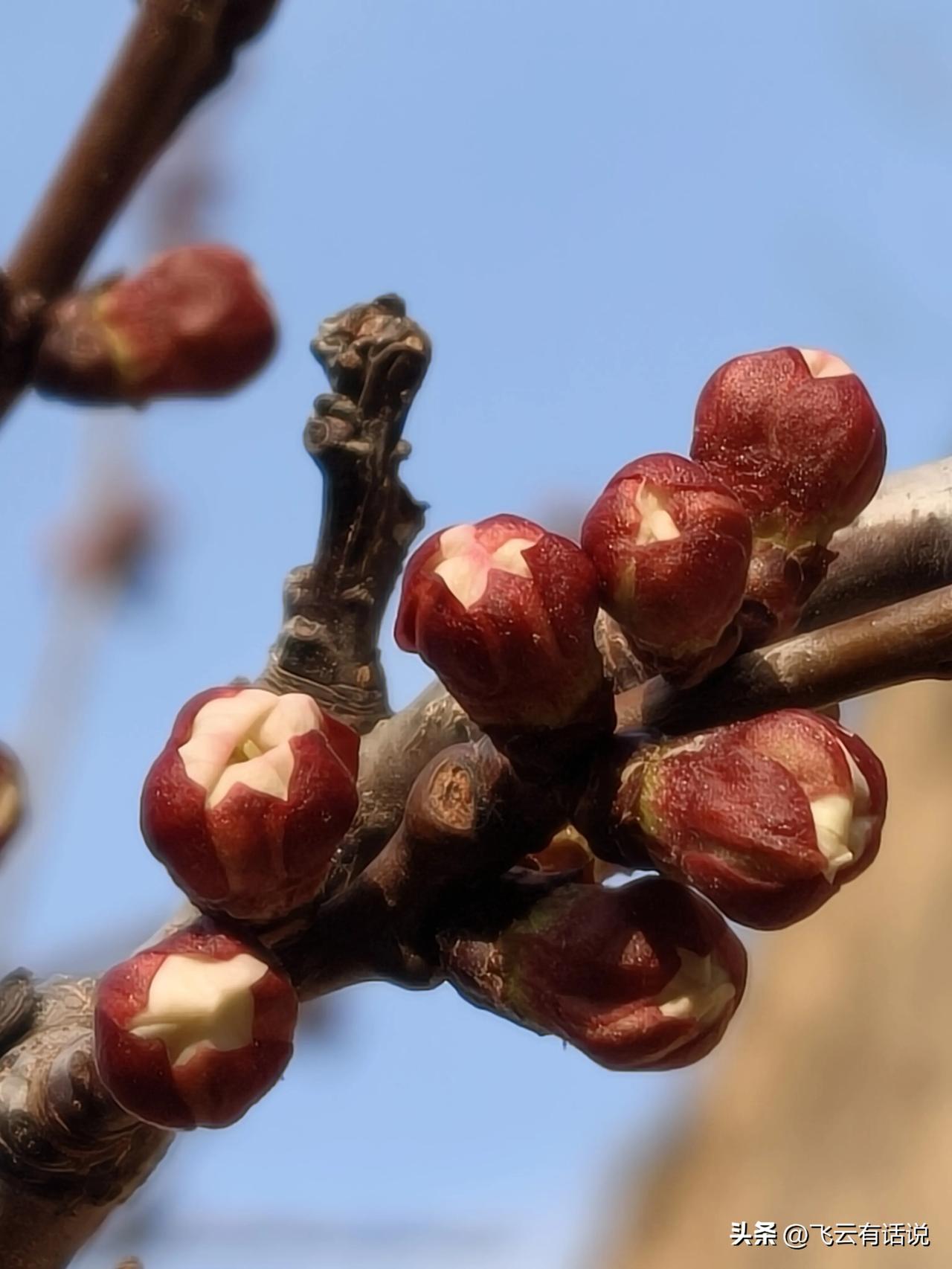 九还没有尽，你急着开什么
院子的杏花已经含苞待放，看来今天天晴变暖，估计就会满树