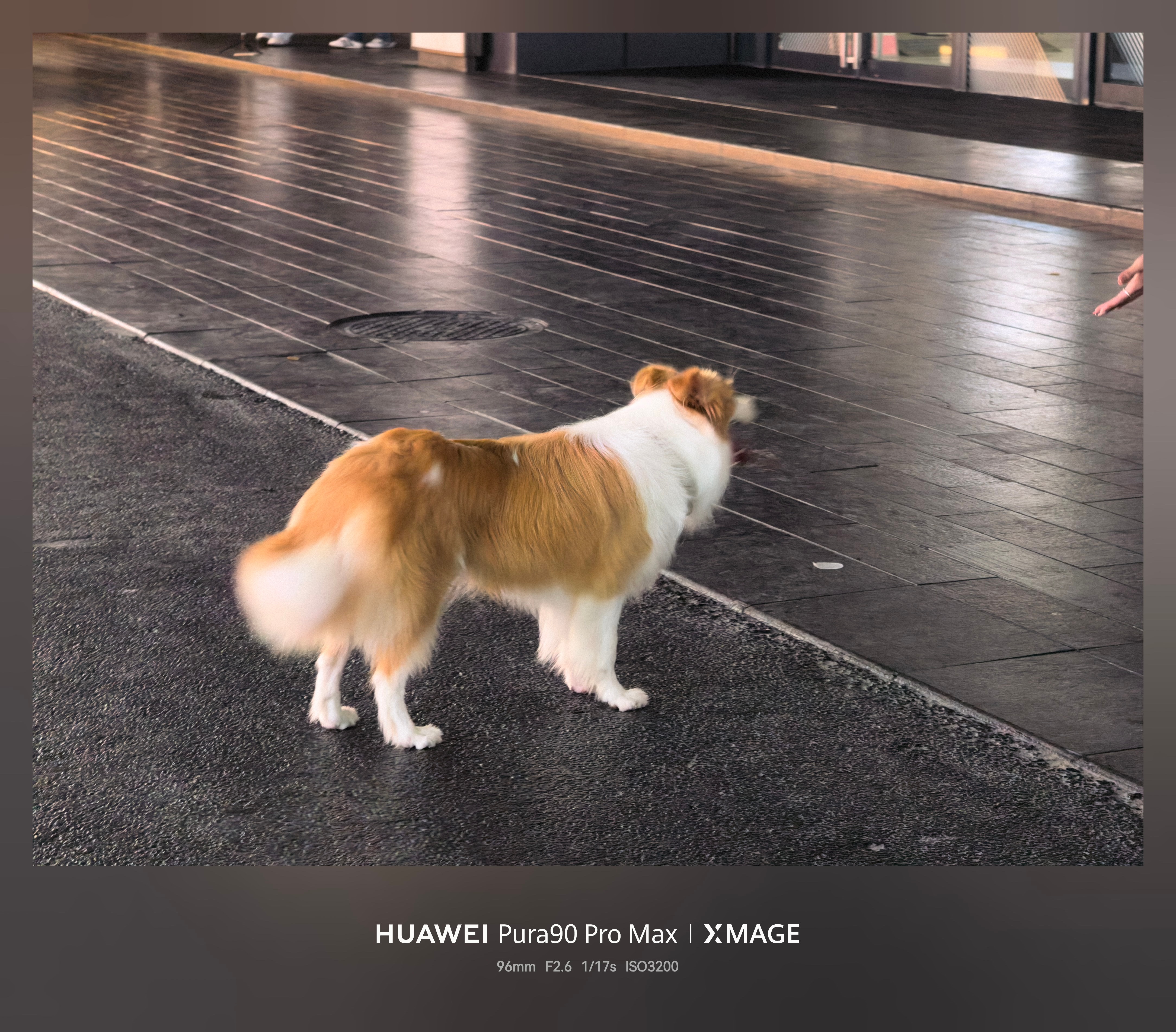 随手一抬就能捉到一只小可爱🐶 深圳·万象天地