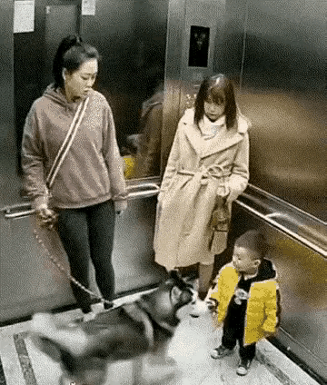 这牵狗人不就是与那条狗一样吗？似乎是一点人性都没有，跟他的狗一个娘老子养的！