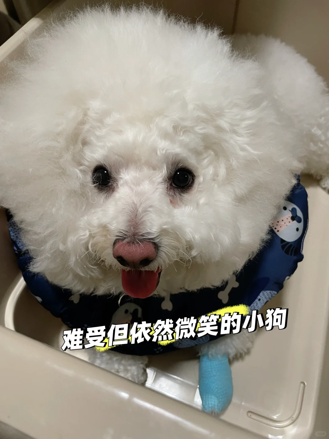 痛失两只爱 jio🥲🐾