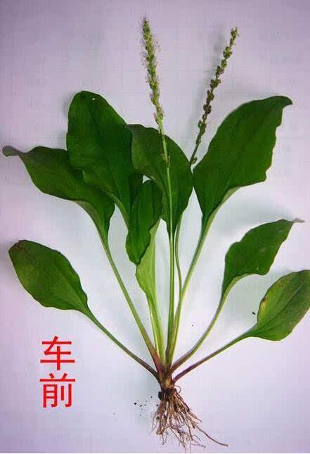 “车前草”的营养价值高，可惜很多人不认识，把它当棵草
 
农村遍地是宝，只惜世人