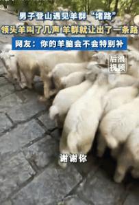 “长见识了！”9月23日辽宁一男子登山遇见了羊群“堵路”，男子过不去，只能安静的