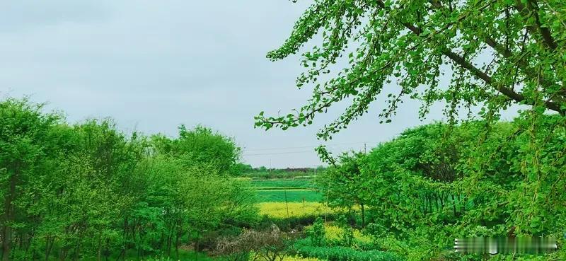 《七绝*春郊漫兴》乐韵诗心原创诗词:
东风初醒柳含烟，
野径桃开半亩妍。
坐看云