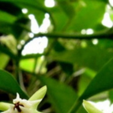 蜂出巢（小众垂吊开花绿植）种植方法1. 配土泥炭土4份、椰壳3份、珍珠岩3份，排