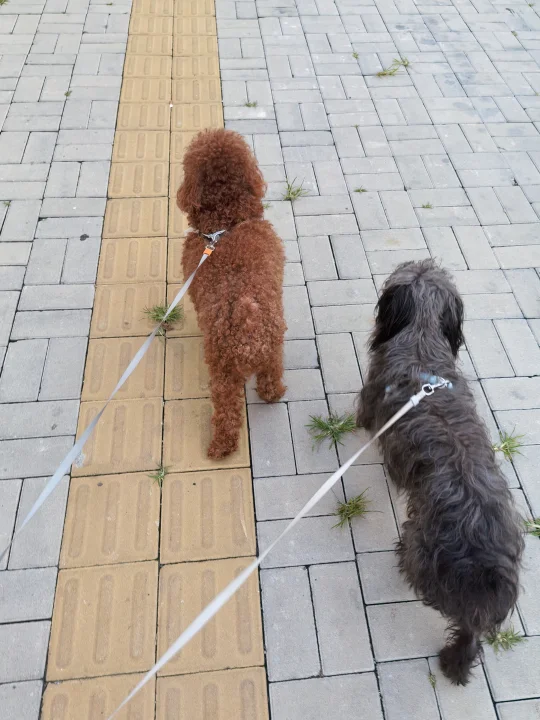 宠物有爱瞬间 泰迪 日常遛狗 带狗狗散步 狗狗社交 遛狗人遛狗魂 沉浸...