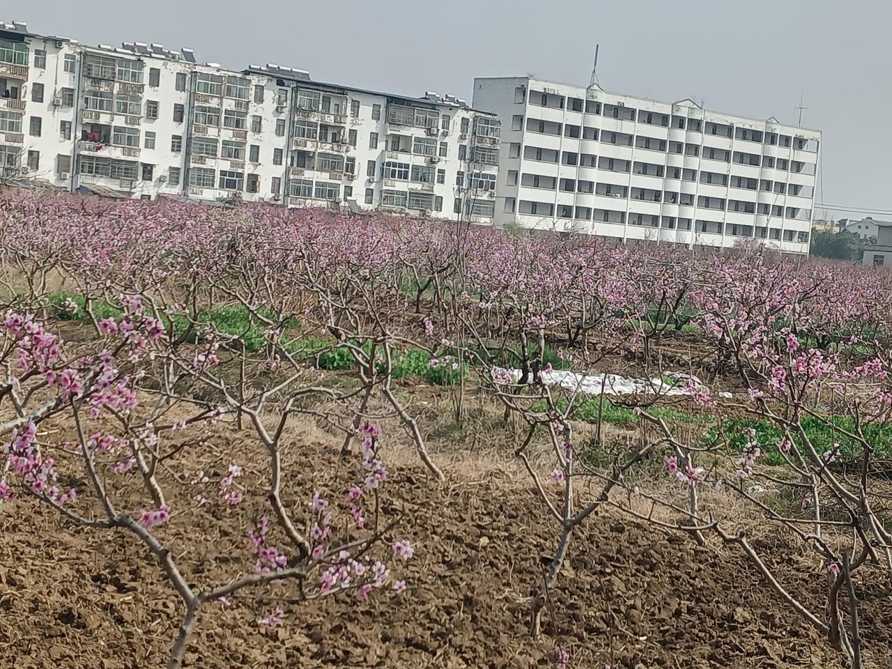 “室”外桃园的花开了！（图片来源：老山兰、）