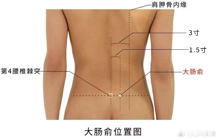 每日一穴～大肠俞穴精准取穴：在脊柱，当第4腰椎棘突下，后正中线旁开1.5寸。功效