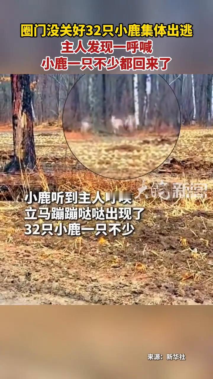 圈门没关好，32只小鹿集体出逃，主人发现一呼喊，小鹿一只不少都回来了。
近日，吉