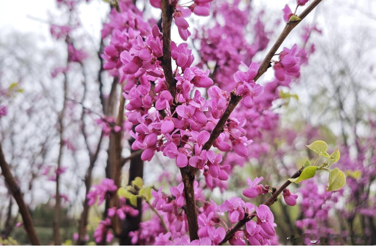 紫荆开了，那一抹优雅的美，就这么悄然来到身边。小区里的紫荆花，花瓣粉紫交织，像少