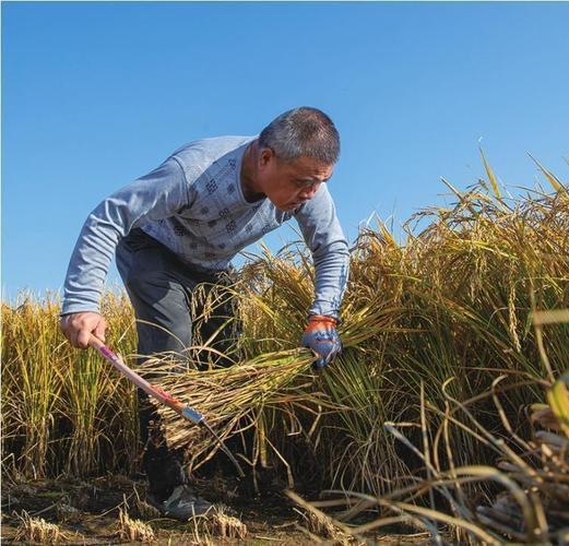 让我们农民喜大普奔的一个重大好消息来了！辽宁正式出台政策，咱们面朝黄土背朝天的农