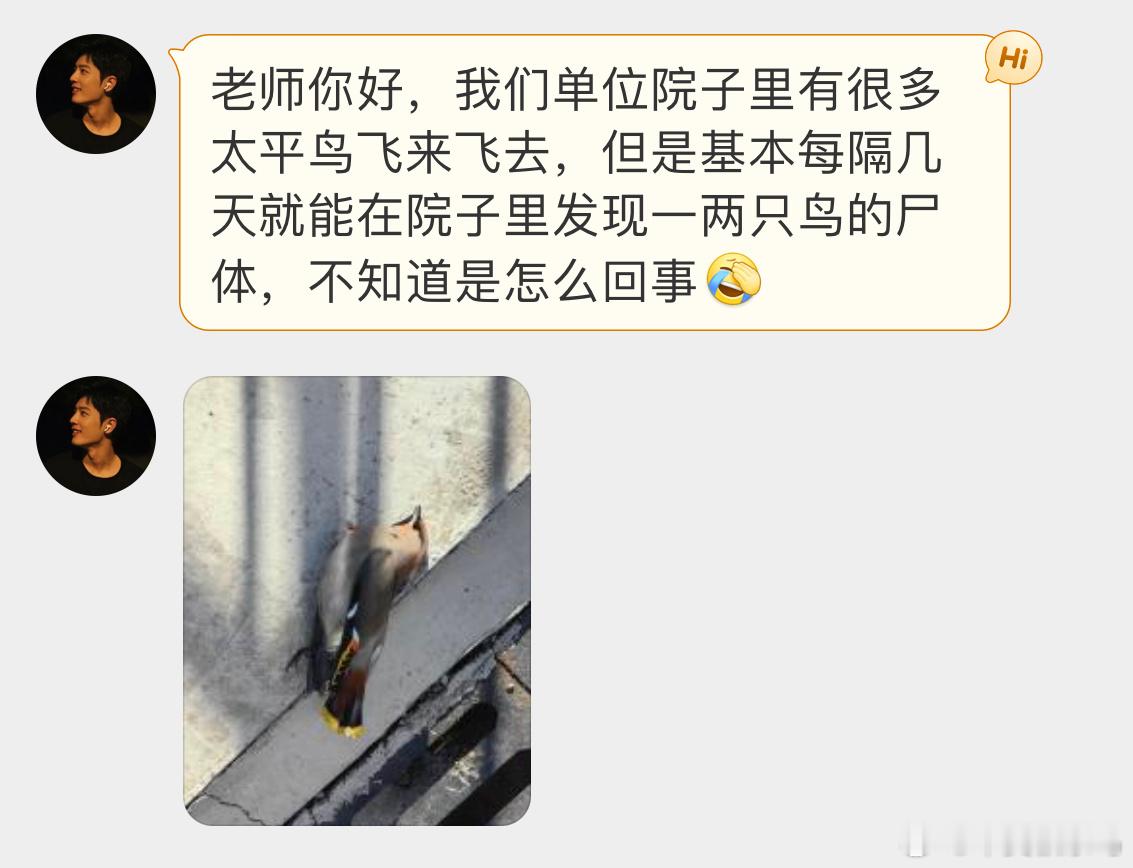 #撞玻璃的鸟# 不太平的【太平鸟】自由飞翔的它撞向了玻璃[伤心]来世再飞 ​​​