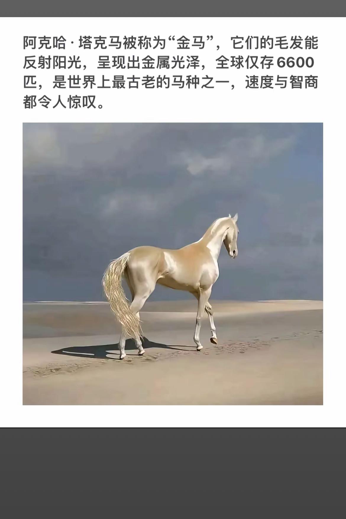 一只漂亮的金色马在沙滩上走。