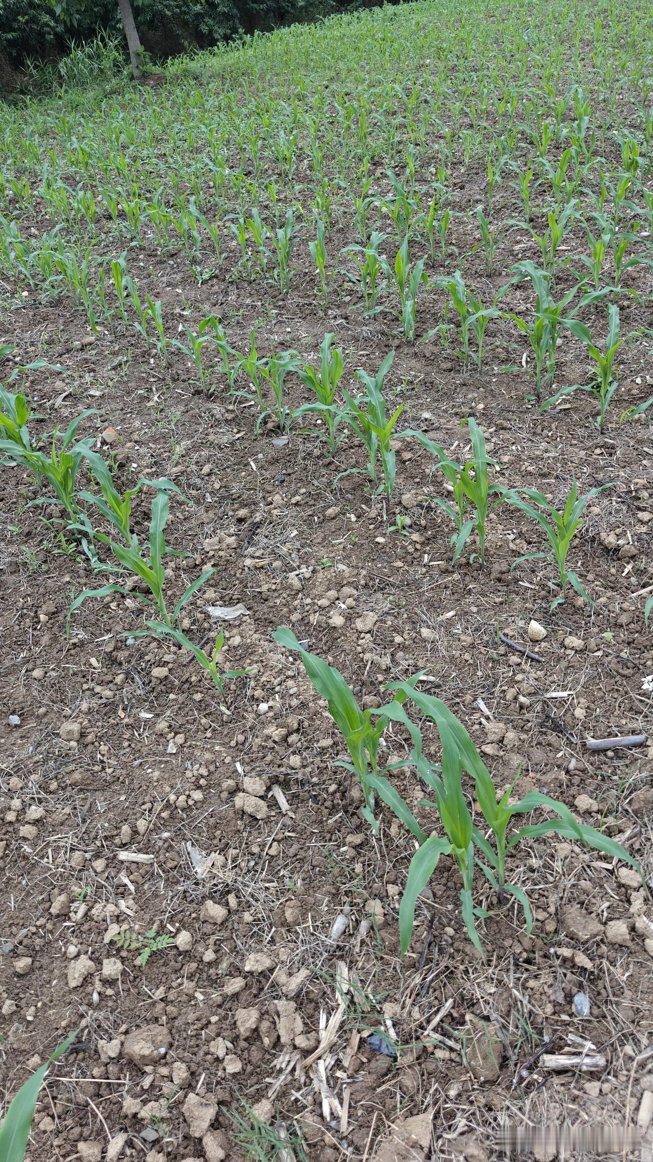 夏种玉米苗期追肥用碳铵，既实惠又省钱，而且肥效持续时间长。最佳追施时间
玉米处于
