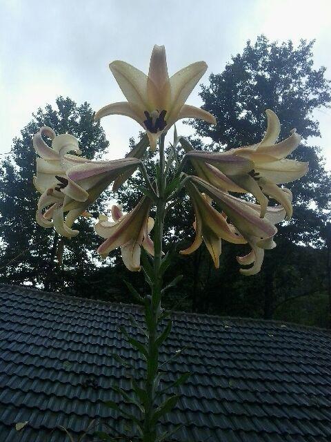 早上百合花开姸，一首音乐进心涧，天下美女吐真情，不知A君何心声？傍晚繁星耀宇天，