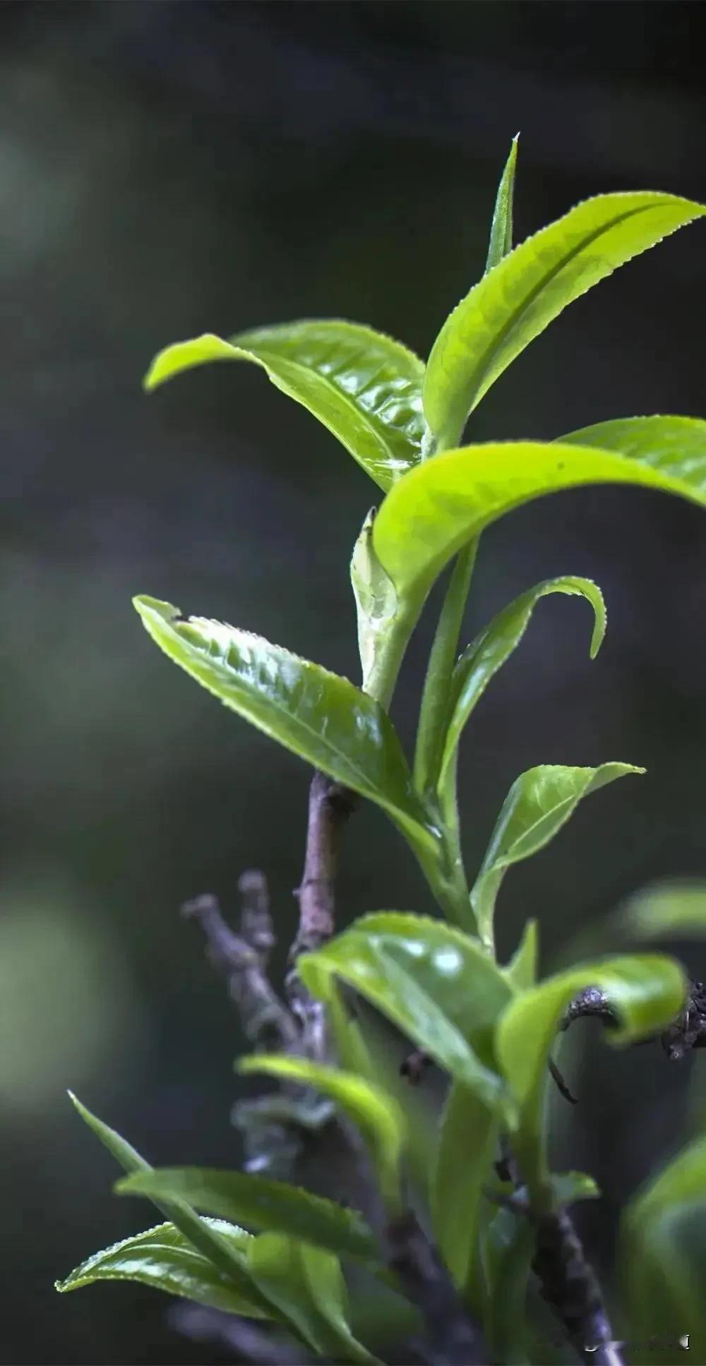 影响茶叶耐泡度的因素有哪些?
茶叶的耐泡度，即茶叶在多次冲泡后仍能保持良好口感的