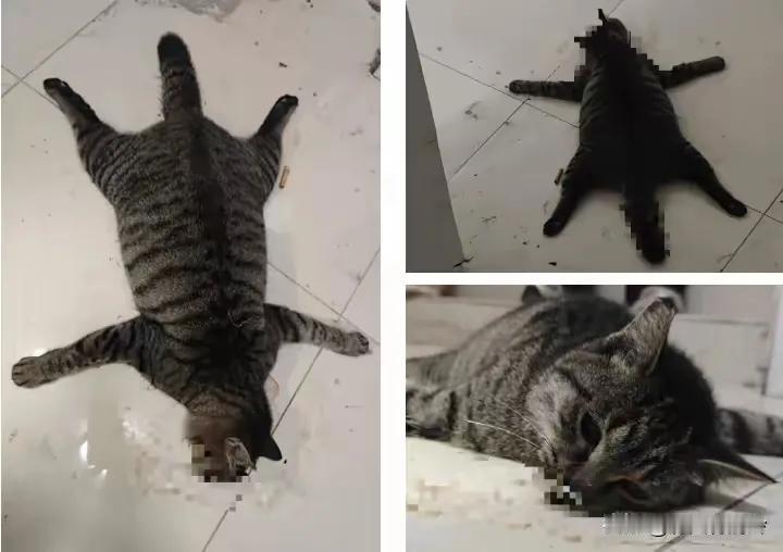 没想到！虐猫考编笔试第一名彻底被扒的剩下底裤了！
全网一致通知除名，但一些知名大