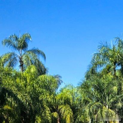 我有一片胡杨林爱护地球，低碳生活，绿色出行，当你在外游玩时，请爱护草木，保护环境