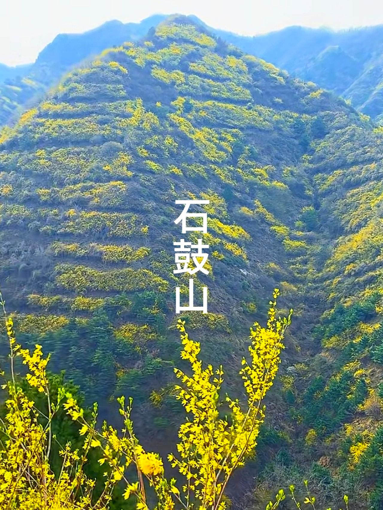 四月到了，你去『看连翘花海』了吗？

四月到了，继蓝田三凤山桃花红🔴之后，
秦