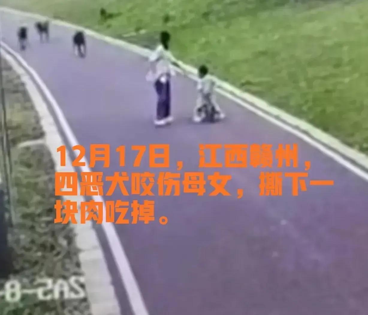 江西赣州公园四条狗把行人母女俩咬得血肉模糊，这哪里是狗咬人，这分明是人咬人！在富