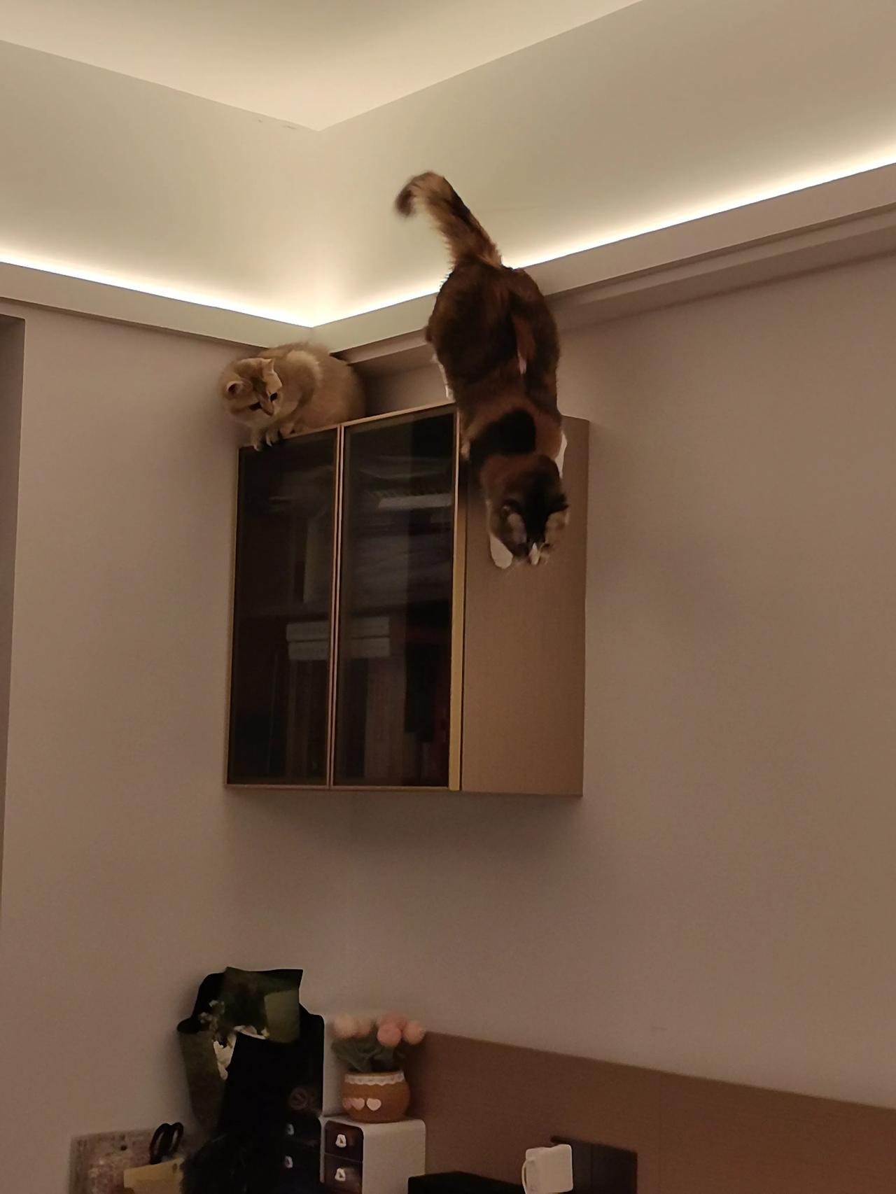 拼多多提现、免单是真的吗