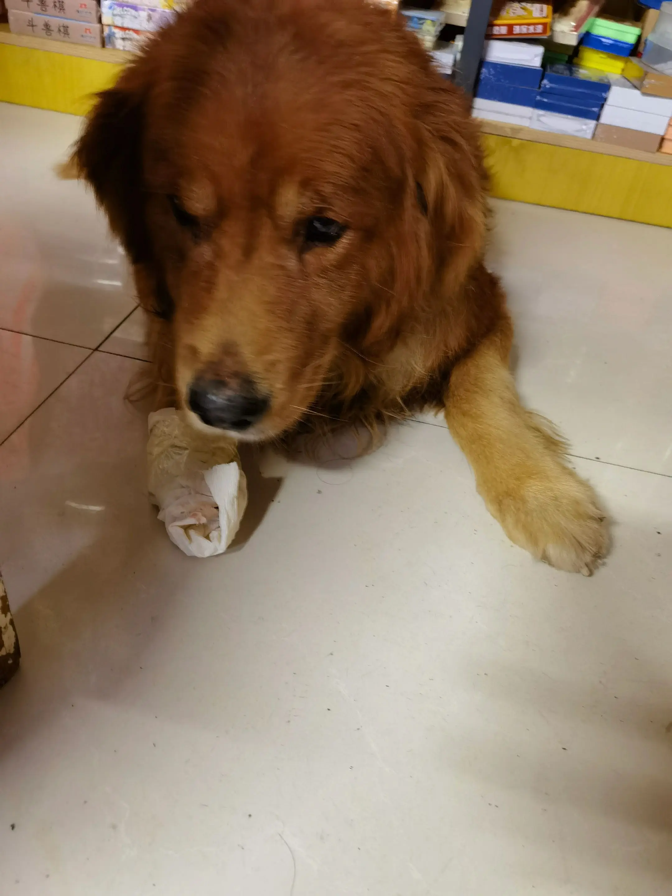 可怜的绵爪子没了！真不怪我！