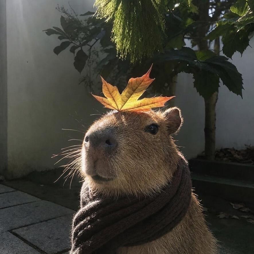 🍂豚豚 ​​​