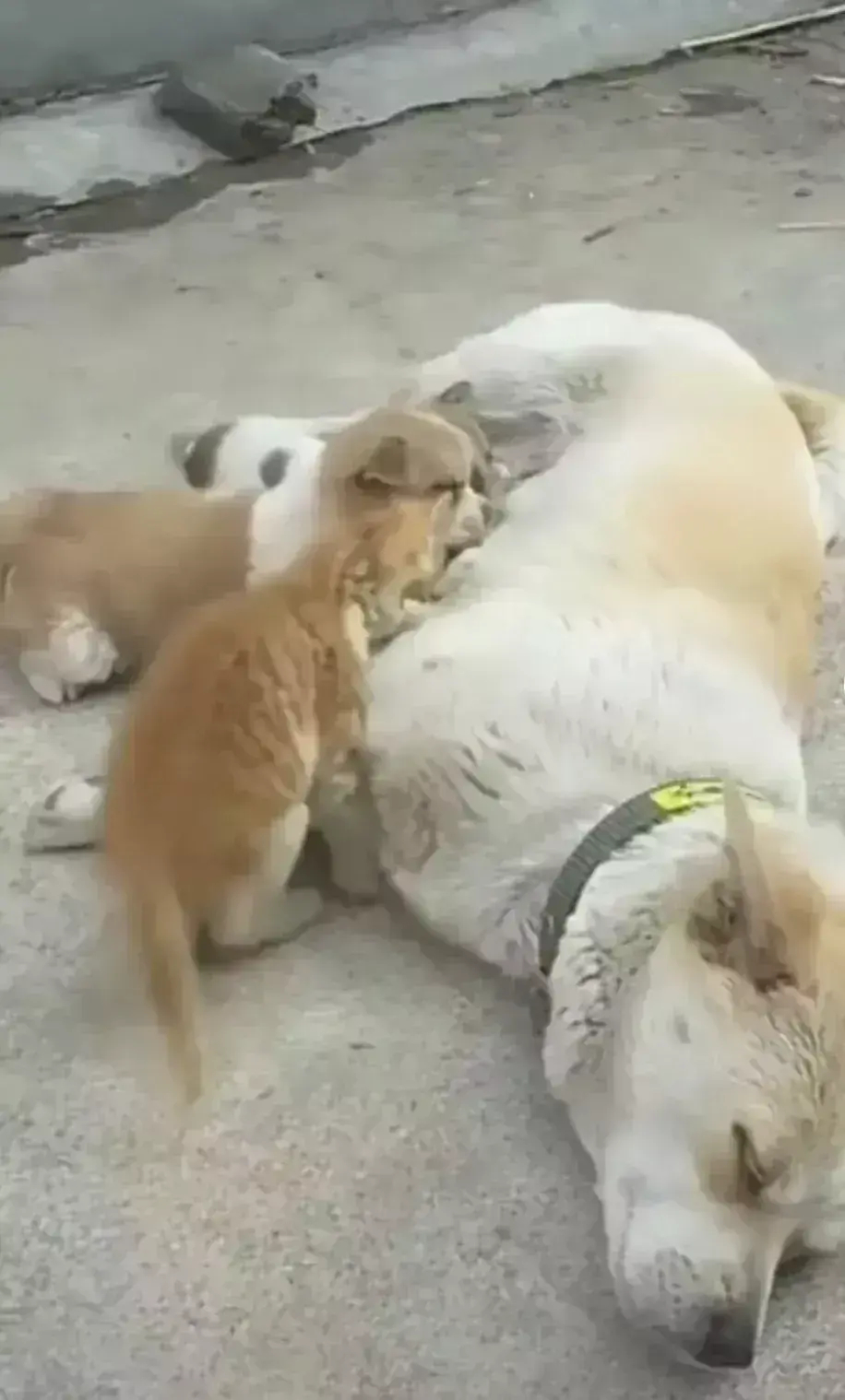 收养了一只流浪小猫咪，猫咪似乎没有断奶，它见狗宝宝们喝奶时，它会偷偷过去偷喝，其