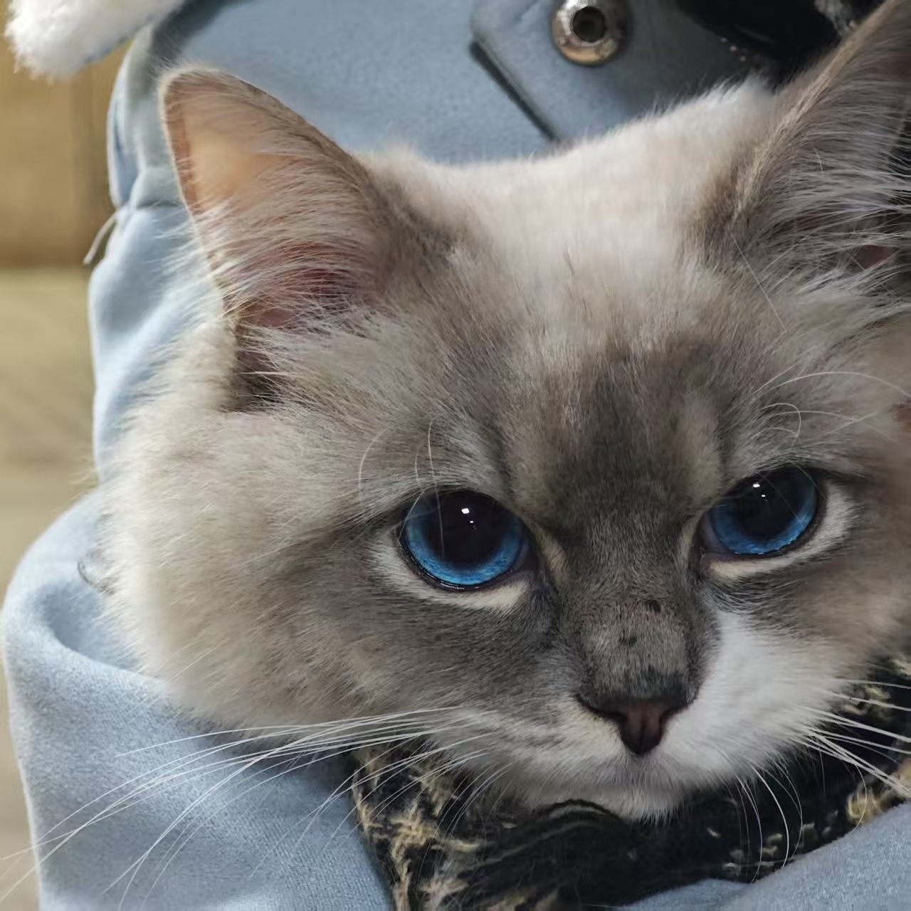小猫头像｜背景图 