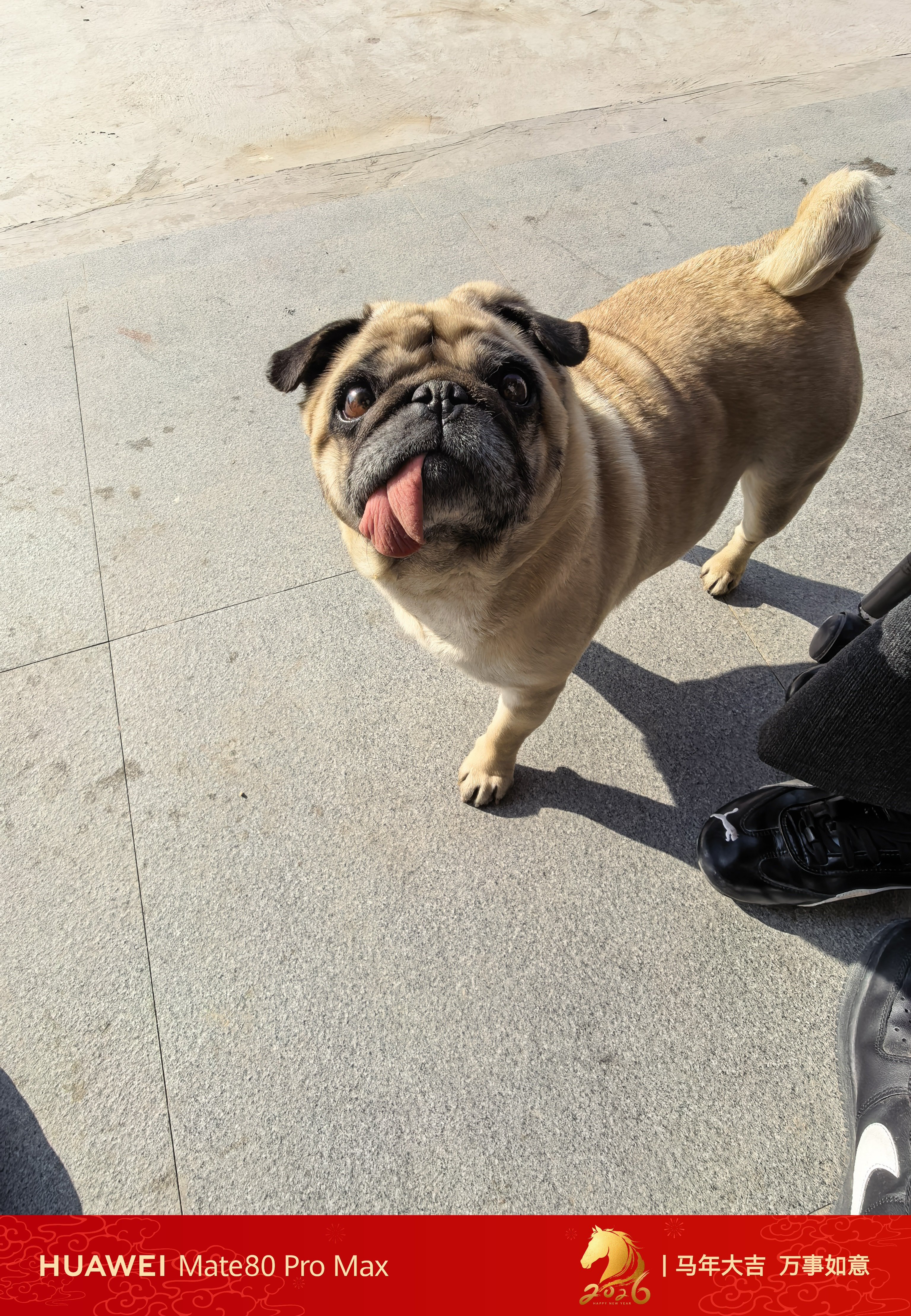 我的年已经过完了，回郑州开始继续当小牛马了,怎么感觉昨天还在收拾东西回老家今天就