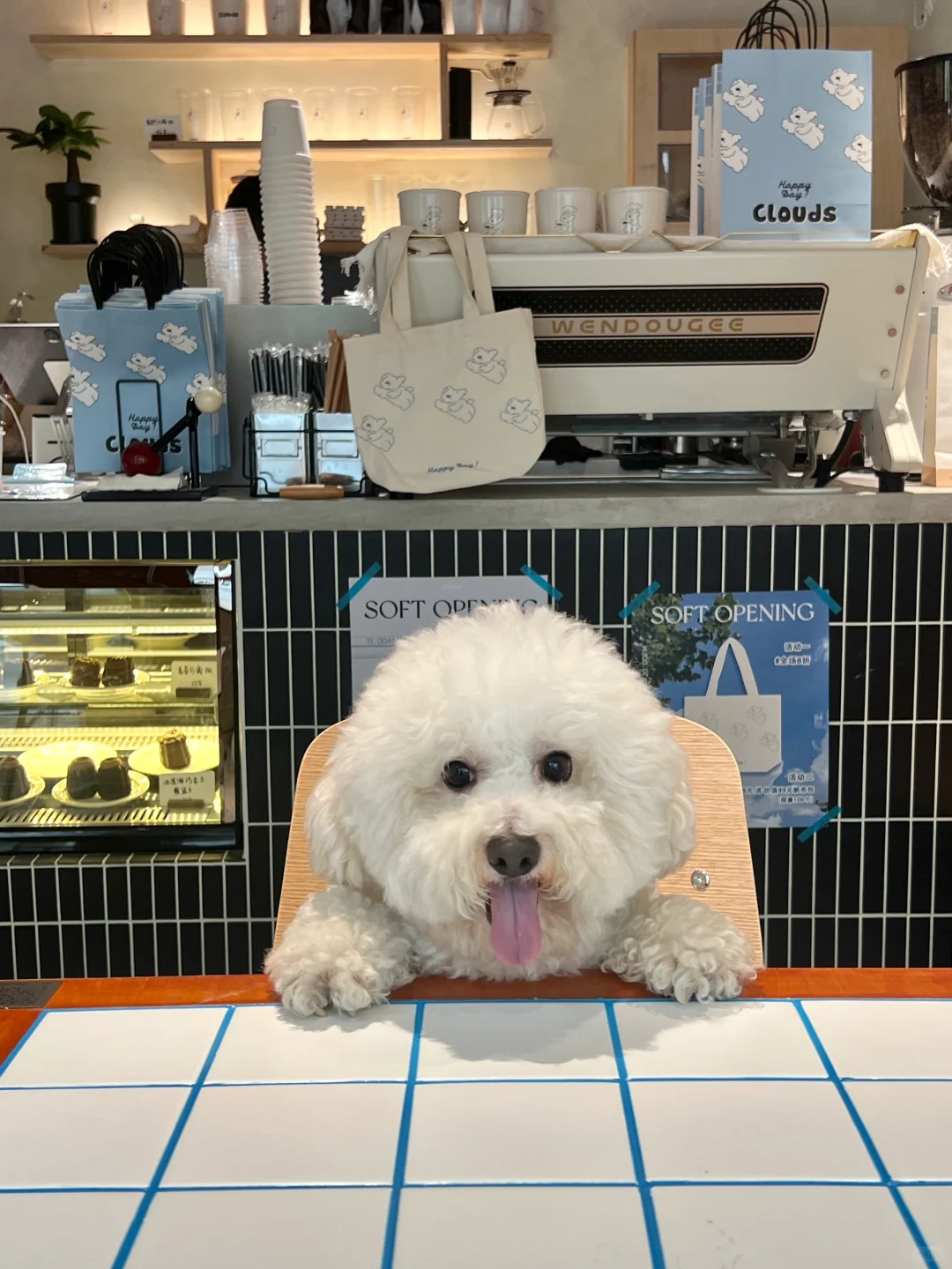 一个人来咖啡店，居然被安排了一只陪吃小狗！